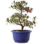 Rhododendron indicum Kokuko-no-Tsuki, 23 cm, ± 6 years old
