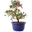 Rhododendron indicum Kokuko-no-Tsuki, 23 cm, ± 6 Jahre alt