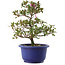 Rhododendron indicum Kokuko-no-Tsuki, 23 cm, ± 6 jaar oud