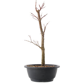 Acer palmatum Arakawa, 37,5 cm, ± 10 Jahre alt