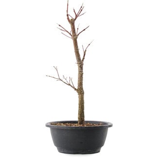 Acer palmatum Arakawa, 37,5 cm, ± 10 years old