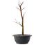 Acer palmatum Arakawa, 37,5 cm, ± 10 Jahre alt