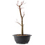 Acer palmatum Arakawa, 37,5 cm, ± 10 jaar oud