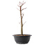 Acer palmatum Arakawa, 37,5 cm, ± 10 jaar oud