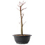 Acer palmatum Arakawa, 37,5 cm, ± 10 Jahre alt