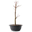 Acer palmatum Arakawa, 37,5 cm, ± 10 anni