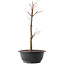 Acer palmatum Arakawa, 37,5 cm, ± 10 years old