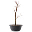 Acer palmatum Arakawa, 37,5 cm, ± 10 jaar oud