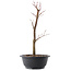 Acer palmatum Arakawa, 37,5 cm, ± 10 Jahre alt