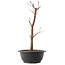 Acer palmatum Arakawa, 37,5 cm, ± 10 jaar oud