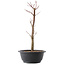 Acer palmatum Arakawa, 37,5 cm, ± 10 ans