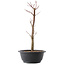 Acer palmatum Arakawa, 37,5 cm, ± 10 jaar oud