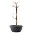 Acer palmatum Arakawa, 37,5 cm, ± 10 anni