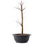 Acer palmatum Arakawa, 37,5 cm, ± 10 Jahre alt