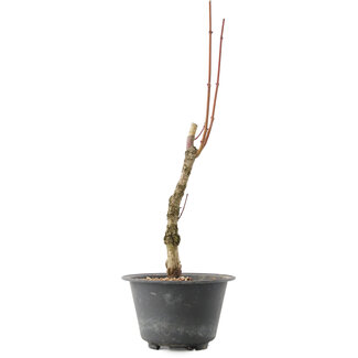 Acer palmatum Arakawa, 42 cm, ± 10 años
