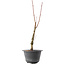 Acer palmatum Arakawa, 42 cm, ± 10 Jahre alt