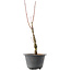 Acer palmatum Arakawa, 42 cm, ± 10 Jahre alt