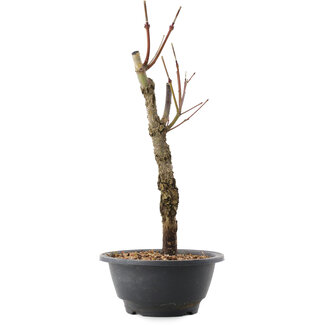 Acer palmatum Arakawa, 32,5 cm, ± 10 anni