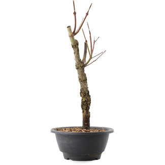 Acer palmatum Arakawa, 32,5 cm, ± 10 jaar oud