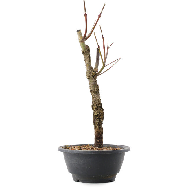 Acer palmatum Arakawa, 32,5 cm, ± 10 años