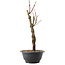 Acer palmatum Arakawa, 32,5 cm, ± 10 years old