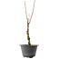 Acer palmatum Arakawa, 42 cm, ± 10 Jahre alt