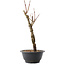 Acer palmatum Arakawa, 32,5 cm, ± 10 Jahre alt