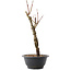 Acer palmatum Arakawa, 32,5 cm, ± 10 years old