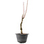 Acer palmatum Arakawa, 42 cm, ± 10 Jahre alt