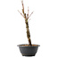Acer palmatum Arakawa, 32,5 cm, ± 10 anni
