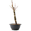 Acer palmatum Arakawa, 32,5 cm, ± 10 Jahre alt