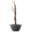 Acer palmatum Arakawa, 32,5 cm, ± 10 Jahre alt