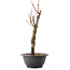 Acer palmatum Arakawa, 32,5 cm, ± 10 jaar oud