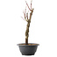 Acer palmatum Arakawa, 32,5 cm, ± 10 years old