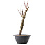 Acer palmatum Arakawa, 32,5 cm, ± 10 anni