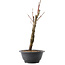 Acer palmatum Arakawa, 32,5 cm, ± 10 años