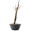 Acer palmatum Arakawa, 32,5 cm, ± 10 jaar oud