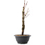 Acer palmatum Arakawa, 32,5 cm, ± 10 ans