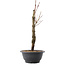 Acer palmatum Arakawa, 32,5 cm, ± 10 years old