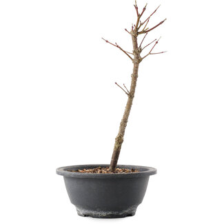 Acer palmatum Arakawa, 27,5 cm, ± 8 anni