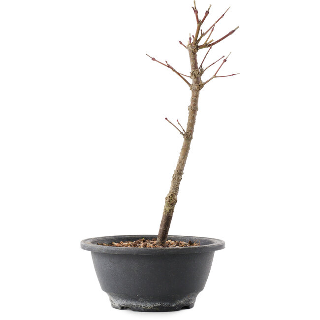 Acer palmatum Arakawa, 27,5 cm, ± 8 años