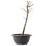 Acer palmatum Arakawa, 27,5 cm, ± 8 ans