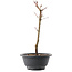 Acer palmatum Arakawa, 27,5 cm, ± 8 años