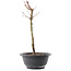 Acer palmatum Arakawa, 27,5 cm, ± 8 ans