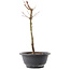 Acer palmatum Arakawa, 27,5 cm, ± 8 jaar oud