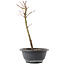 Acer palmatum Arakawa, 27,5 cm, ± 8 ans