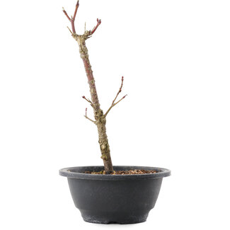 Acer palmatum Arakawa, 26,5 cm, ± 8 anni