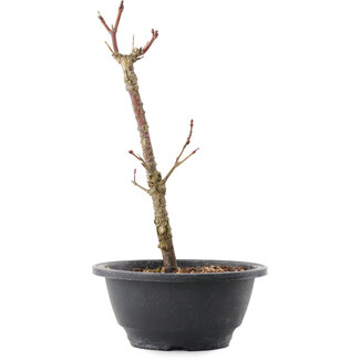 Acer palmatum Arakawa, 26,5 cm, ± 8 years old