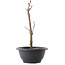 Acer palmatum Arakawa, 26,5 cm, ± 8 ans