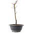 Acer palmatum Arakawa, 27,5 cm, ± 8 años